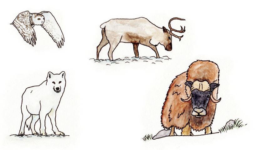 Illustration des animaux du Grand Nord